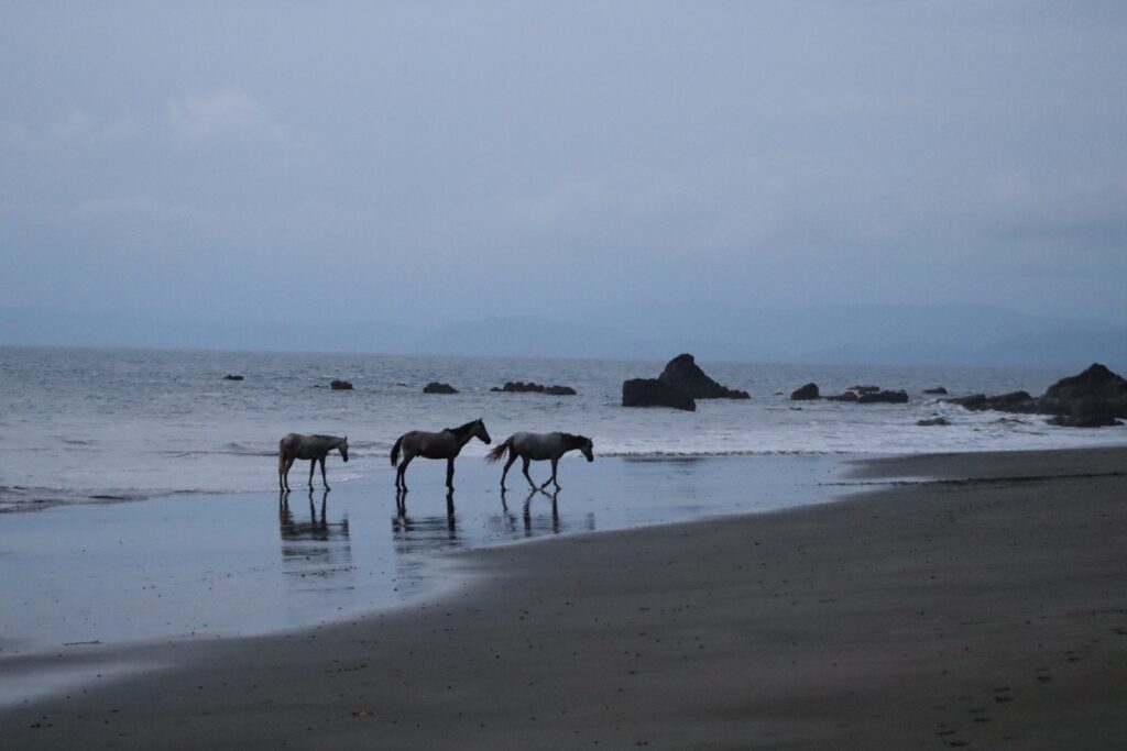 Costa Rica Horses on our Adventure Retreats