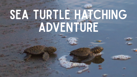 Sea Turtles Costa Rica