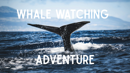 Whale Watching Costa Rica